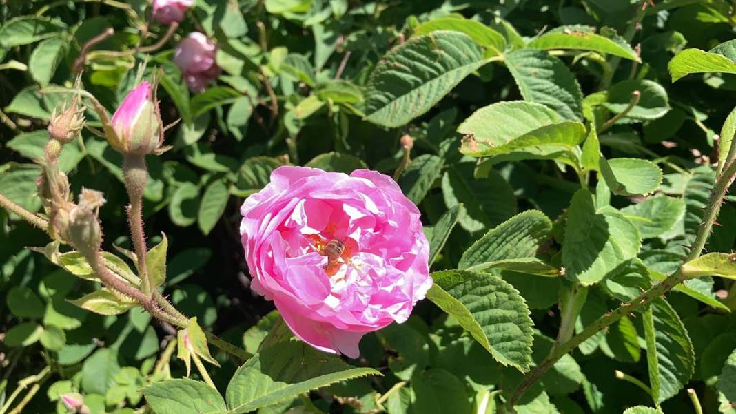 Göl manzaralı, gül kokulu bahçelerde hasat keyfi! Litresini 12 bin euroya satıyorlar 5